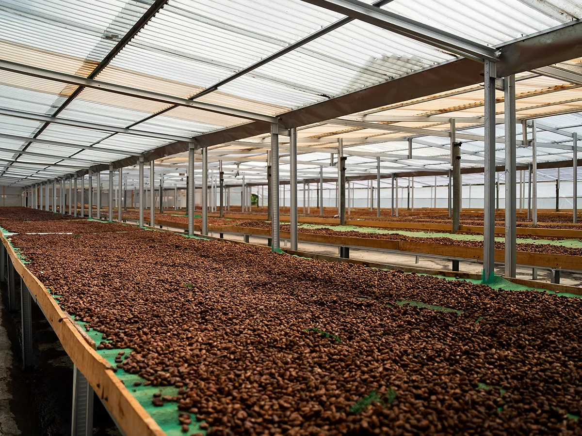Puratos - Cacao Trace Sulawesi — 2